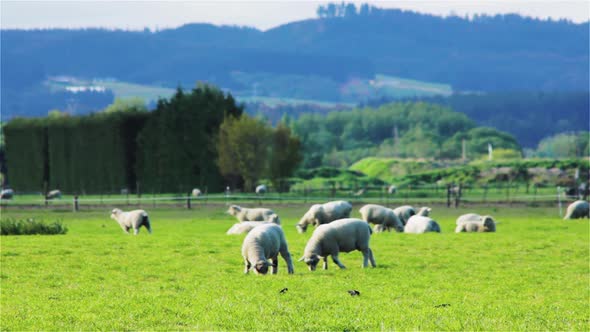 New Zealand Sheep Graze on Green Field Near the City of Rangiora New Zealand - Steady Shot alt