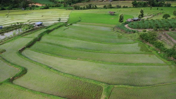 Aerial drone view of agriculture in rice on a beautiful field filled with water alt