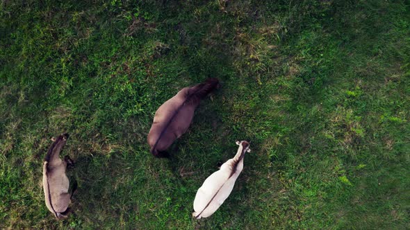 A herd of wild horses tarpan drone shooting