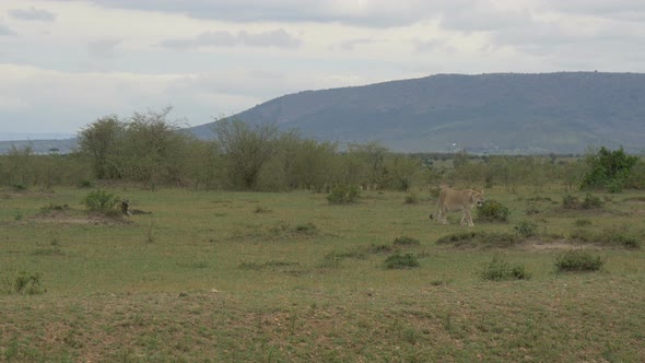 Pan right of a pregnant lioness walking on the plains alt