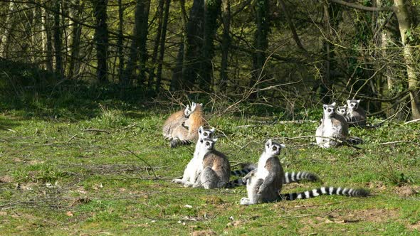 Lemurs Basking in the Sun