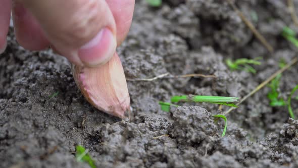 Hand Plans Garlic Clove Into the Soil Close Up
