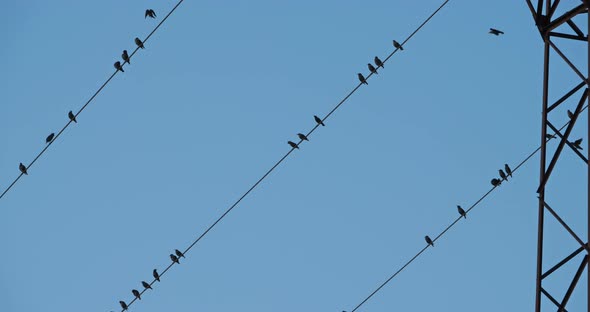 A flock of European starlings (Sturnus vulgaris) roost on overhead wires. Occitanie, France alt