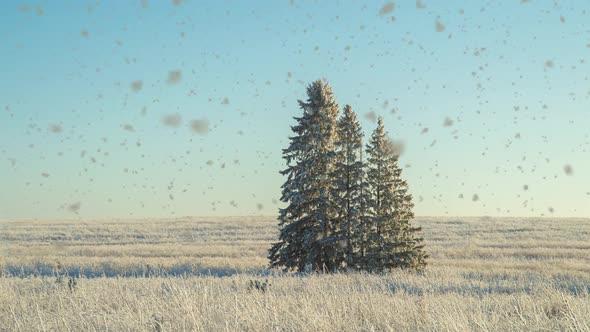 Winter Landscape in a Field with Three Snowcovered Fir Trees Beautiful Snowfall Sunny Weather alt