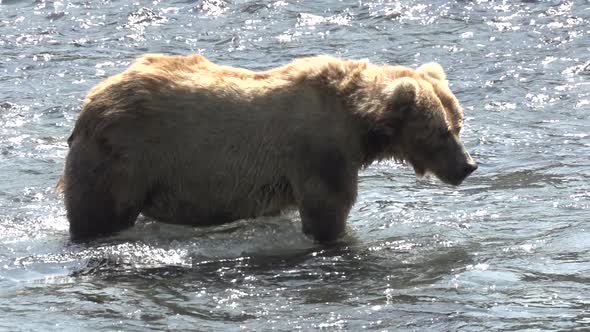 a brown bear in Alaska alt