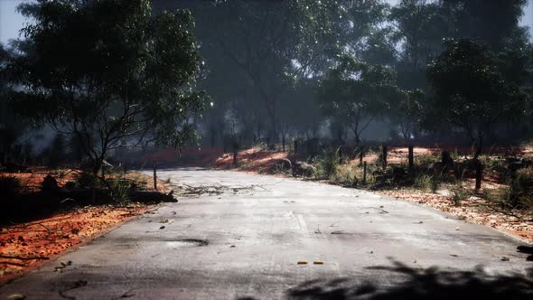 Clean Rural Road with Trees alt