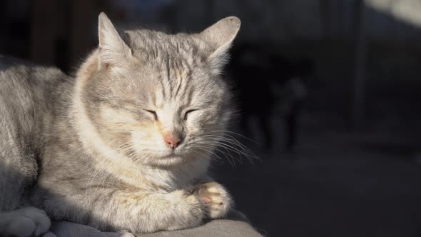 Homeless Gray Cat Lies on a Shabby Chair on the Street alt
