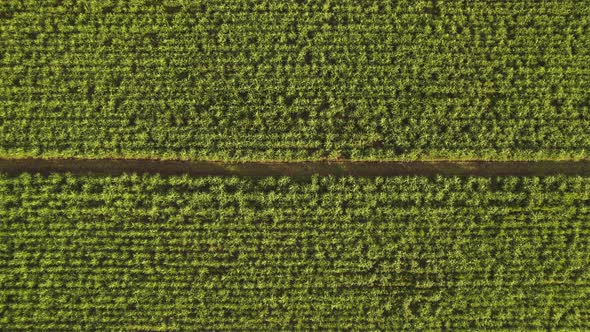 Aerial top view of a agriculture fields. Sugar Cane farm. Sugar cane fields view from the sky. 4K.