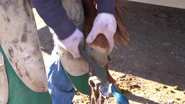 A farrier grooms a horses hoof with a file tool, close up shot alt