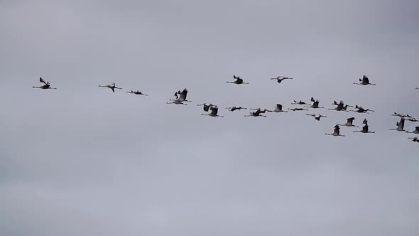 Cranes Formation Flying in Super Slow Motion