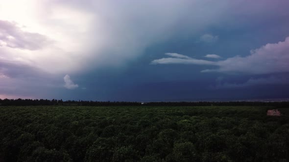 Summer Sunset Over Orchard Field alt
