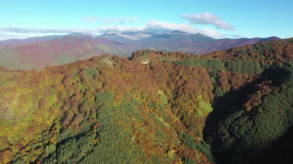 Autumn Forest Aerial View alt