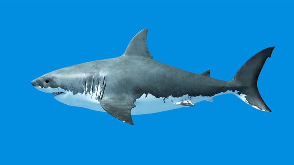 Shark 5 Alpha