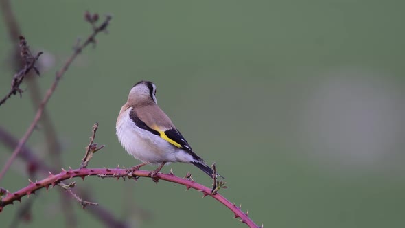 European goldfinch, Carduelis carduelis in the wild alt