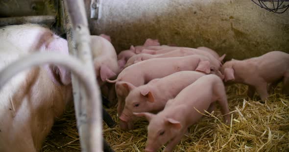 Pigs on Livestock Farm, Pigs Farm, Livestock Farm. Modern Agricultural Pigs Farm alt