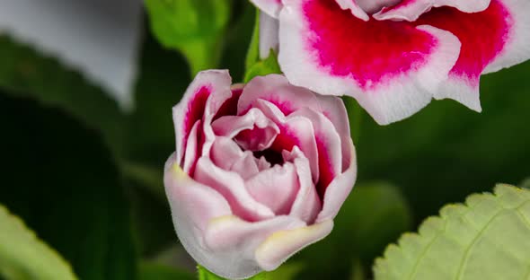 Detailed macro time lapse of a blooming red white rose flower