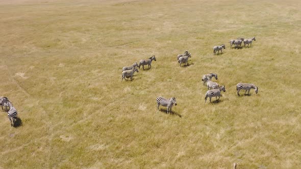 Slow Motion Aerial Footage of Cute Baby Zebra Foals Walking in Dry Grassy Meadow alt