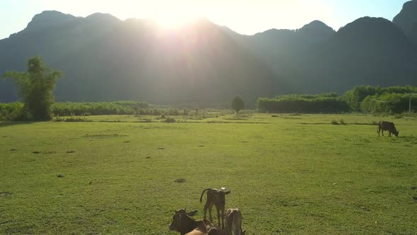 Flycam Films Buffaloes Lying Amidst Boundless Green Valley alt