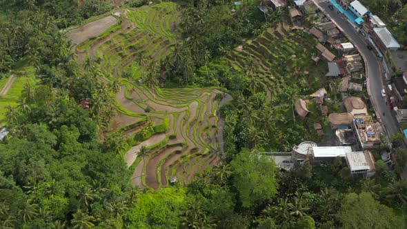 Close Up Aerial Overhead View of a Terraced Irrigated Rice Field Farms on the Side of the Mountain alt