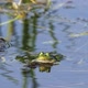 Frog in Water - VideoHive Item for Sale