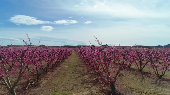 Peach Trees Blossom in Spring in Aitona Catalonia Spain
