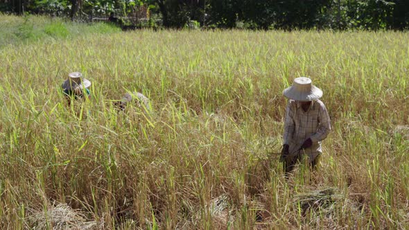 farmer using sickle to harvesting rice in field.