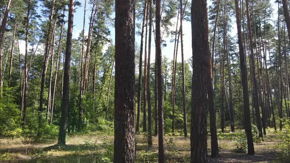 Natural Landscape in the Forest During the Day alt