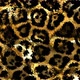 Leopard Pattern - VideoHive Item for Sale
