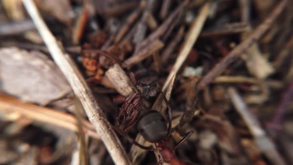 Big Red Ants Are Crawling on the Anthill
