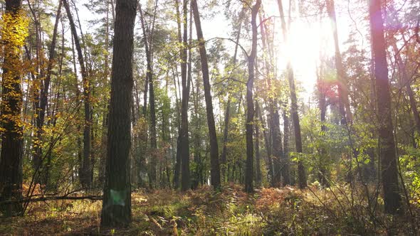 Autumn Forest with Trees By Day alt