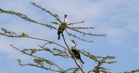 Reed Cormorant or Long-Tailed Cormorant, phalacrocorax africanus, Pair on the Top of a Tree alt