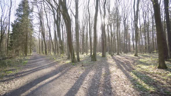 The Camera Flies Through a Forest with a Pathway on a Sunny Spring Day