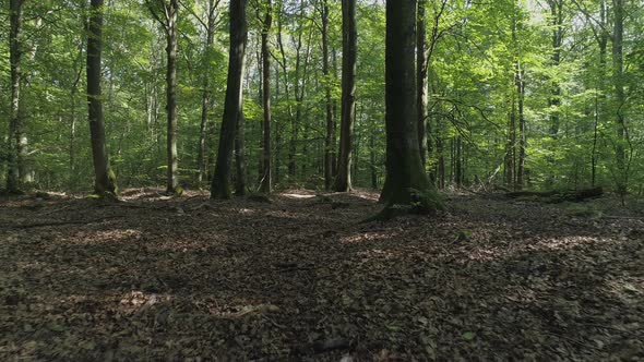 Low Ground Drone Shot Flying Through Forest