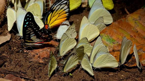 A Common Jay Graphium doson arrives in the middle of yellow butterflies, Kaeng Krachan National Park alt