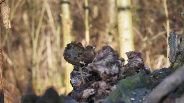Beautiful Coloured Common Chaffinch Perched on a Tree Branch Moves Head Slowly alt