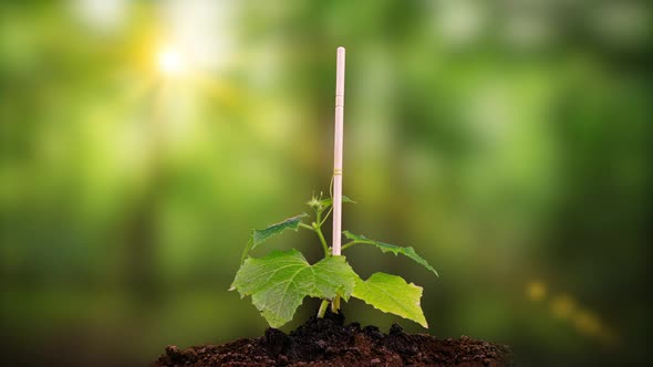 Young Cucumber Plants Germinate Under the Sun Time Lapse Alpha Channel alt