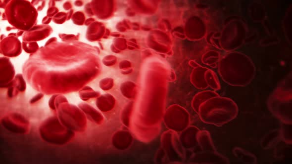 Red blood cells in an artery. 2 videos in 1 file. Cells moving in the blood stream. alt