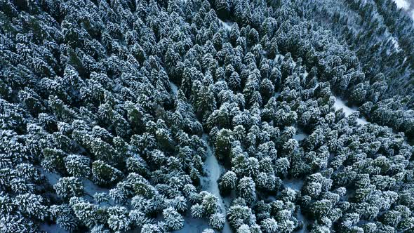 Snowy Trees in Winter Forest