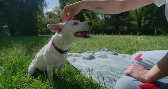 Woman Pets Her Jack Russek Terrier Dog at the Park in Summer  120 Fps Prores