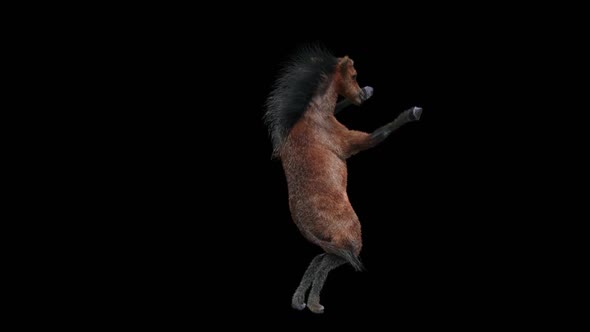 45 Horse Dancing HD alt