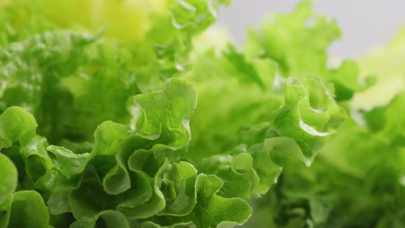Close-up shot of fresh lettuce with water