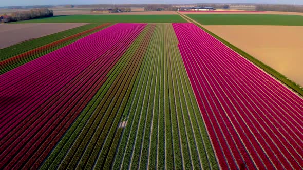 Tulip Field in The Netherlands Colorful Tulip Fields in Flevoland Noordoostpolder Holland Dutch alt