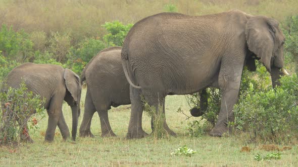Elephant and two calves eating alt