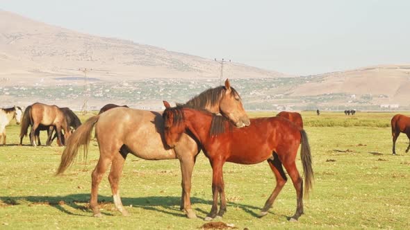 Beautiful Wild Horses Cuddle alt
