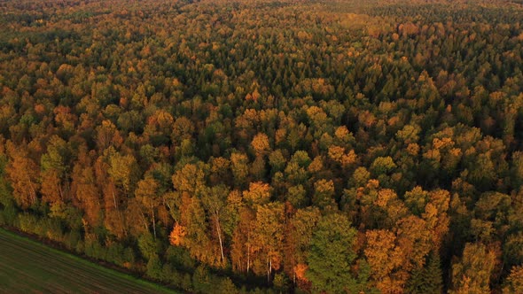 Flying Over the Border of the Field and Forest