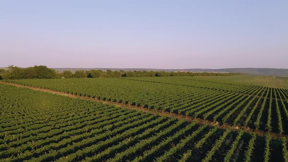 Green Vineyard in Summer  Large Plantation with Rows of Grapebearing Vines Grown for Winemaking alt