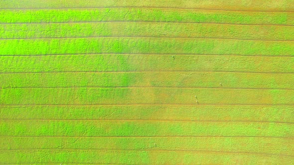 The sapling of the green rice sapling plant. Video of fresh spring rice field alt