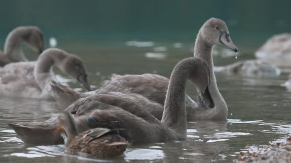 Gray swans on a lake  alt
