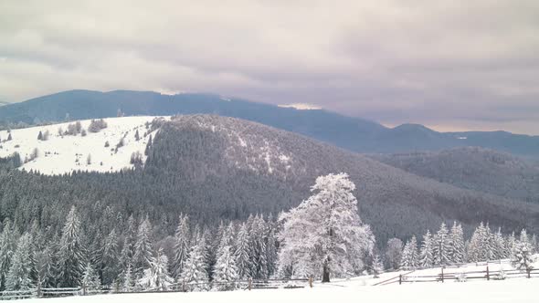 The Winter Mountain Forest alt