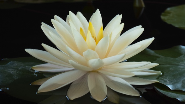 Time-lapse of white lotus water lily flower opening in pond. Nymphaea aquatic plant blooming  alt